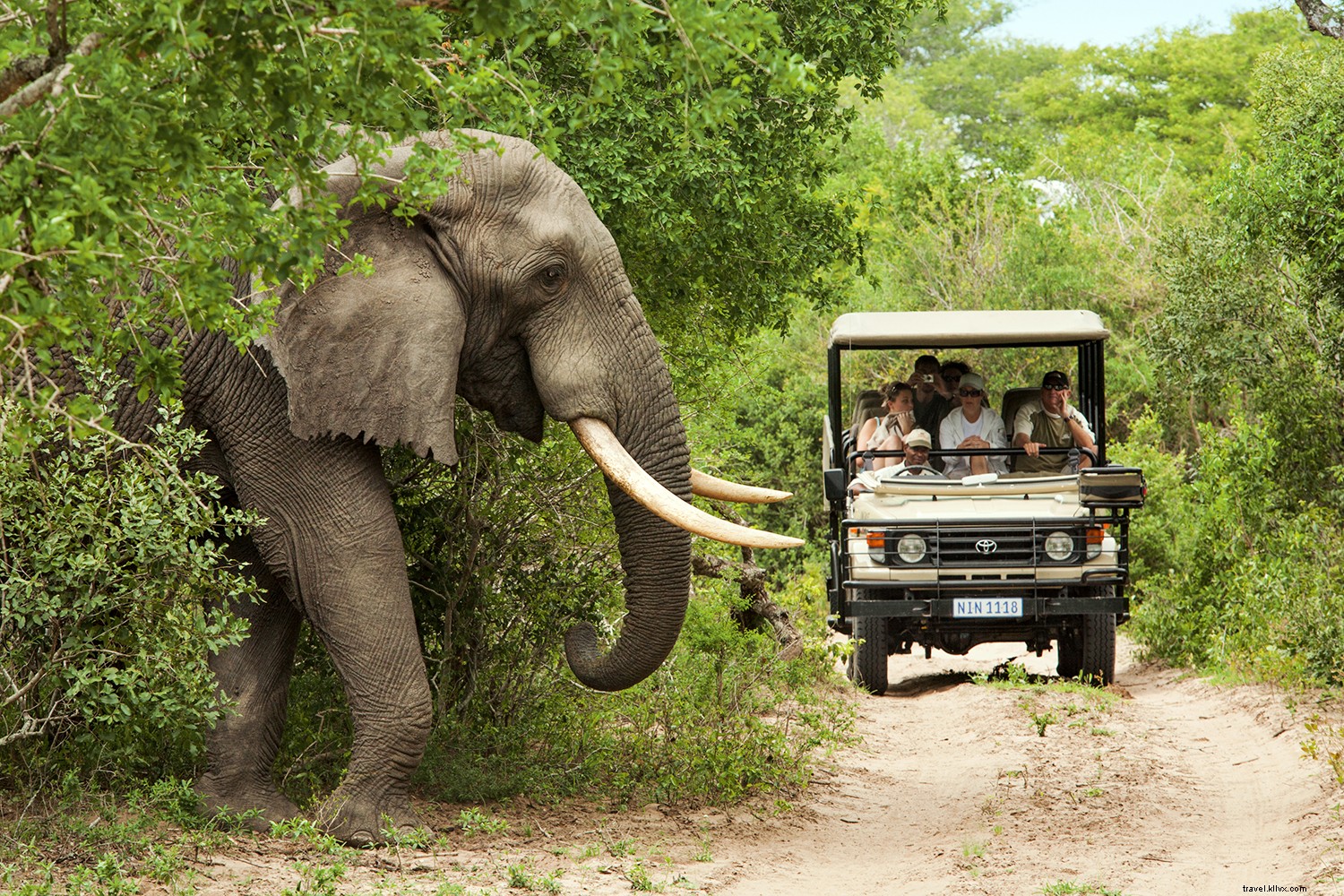 Safaris épicos en Sudáfrica:lo que debe saber antes de ir 
